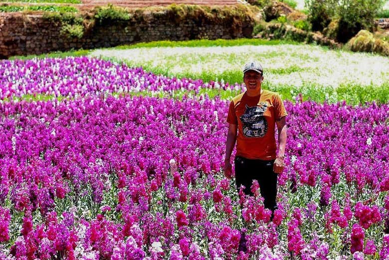 Desfrutando dos campos de flores