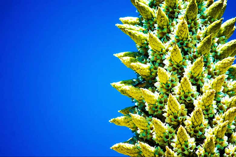 Let Jauja sweep you away for a day