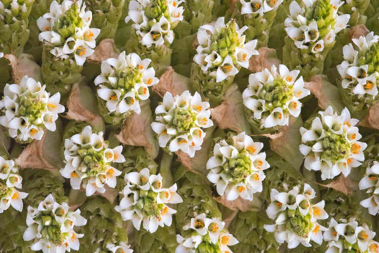 Flores de La Puya de Raimondi