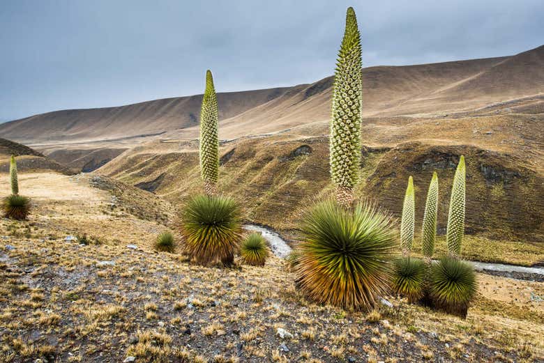 La Puya de Raimondi