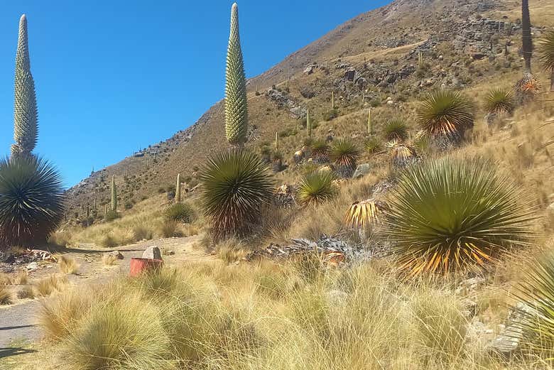 Admire the Puya Raimondi Plants