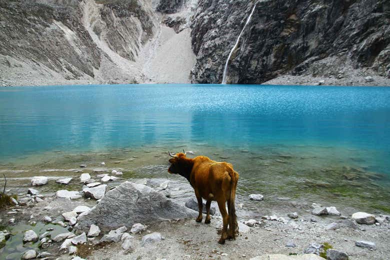 Une vache sur les rives du lagon