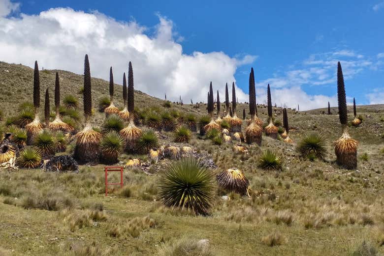 Vegetación típica del parque nacional Huascarán