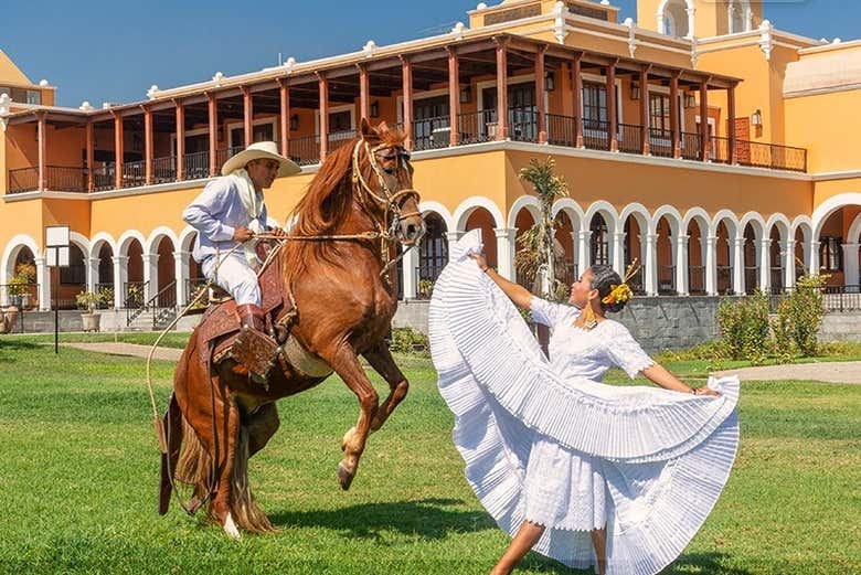 Peruvian Paso horse show