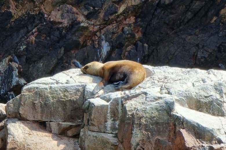 Fauna marina de las Islas Ballestas