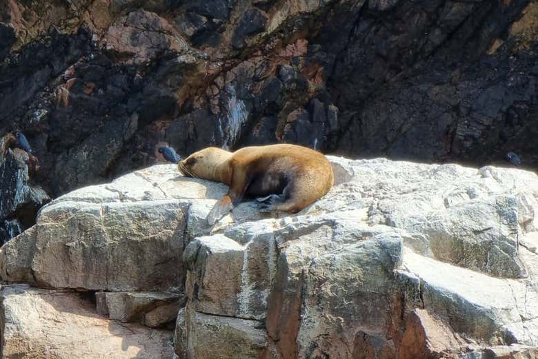 Sea lion taking a nap