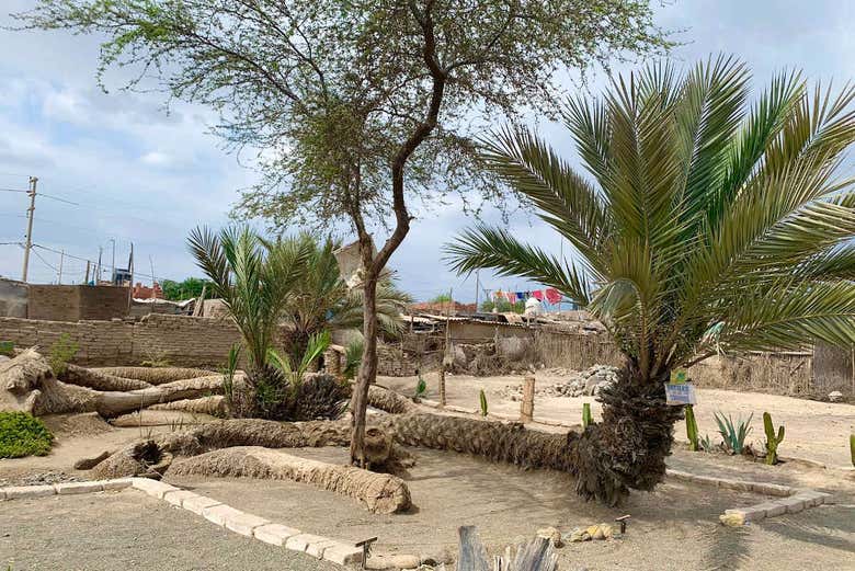 Palmera de siete cabezas