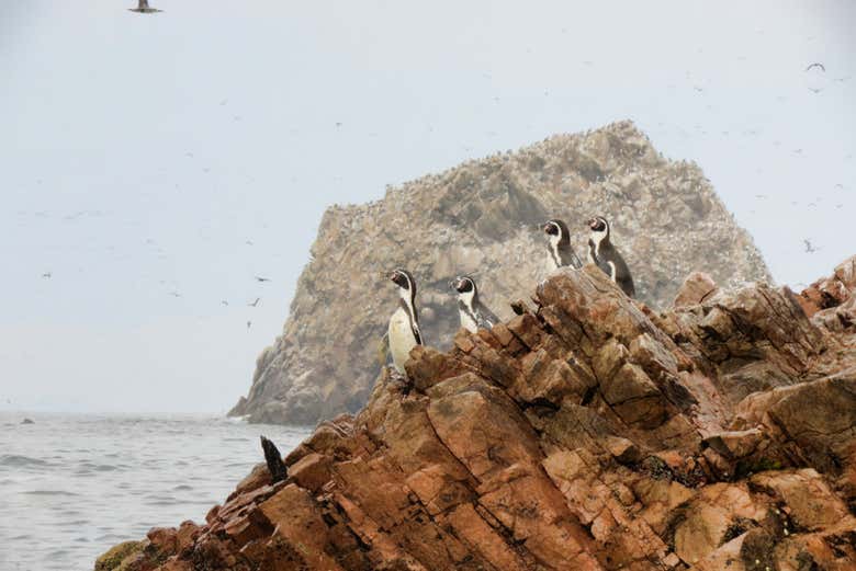 Pinguini di Humboldt