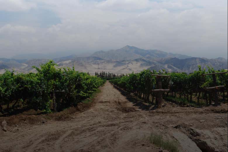 Viñedos de La Caravedo