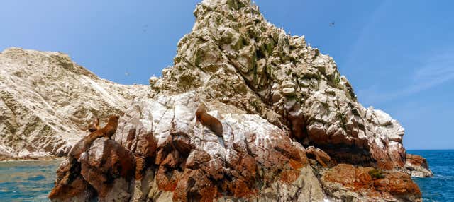 Excursión a las islas Ballestas y Reserva Nacional de Paracas