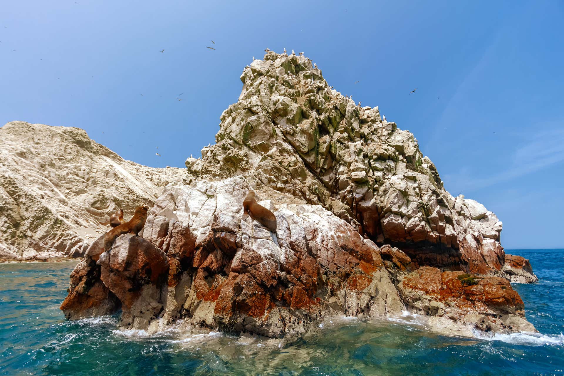 Ballestas Islands & Paracas National Reserve Day Trip