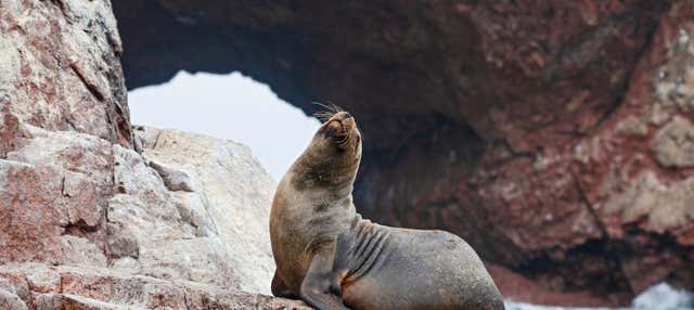 Ica & Paracas 2 Day Tour