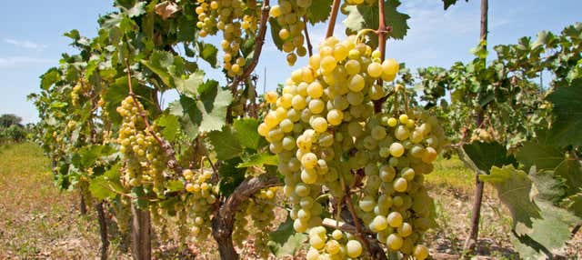 Tour del pisco y el vino
