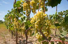 Visite à la découverte du Pisco et du vin