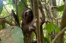Avistamiento de animales en la selva de Iquitos
