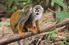 Excursion à l'île des Singes