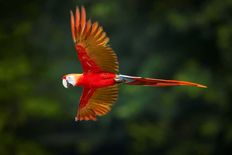 Ave sobrevolando el Amazonas