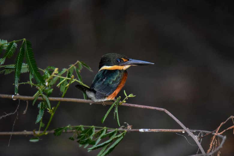 Oiseau tropical dans la forêt amazonienne 