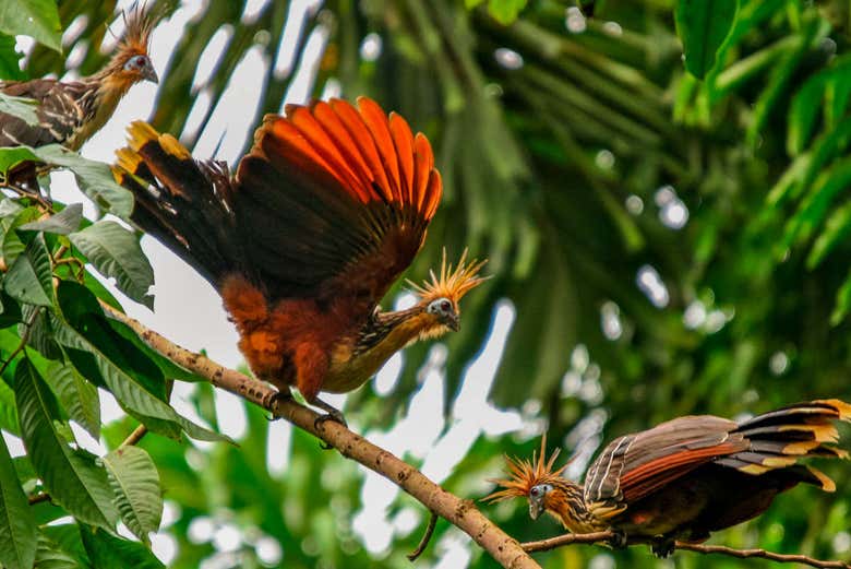 Aves tropicales del sur del Amazonas 