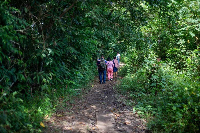 Faremos uma caminhada botânica pela floresta