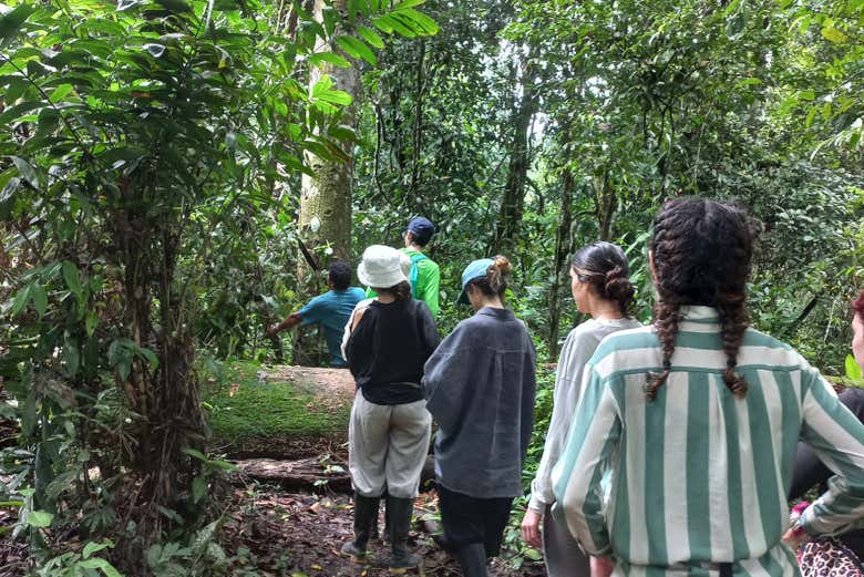 Você aprenderá sobre plantas medicinais da floresta amazônica