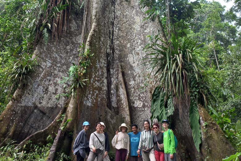 Contemplamos imponentes árvores gigantes