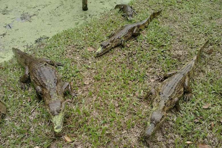 Jacarés que veremos no centro de reprodução local
