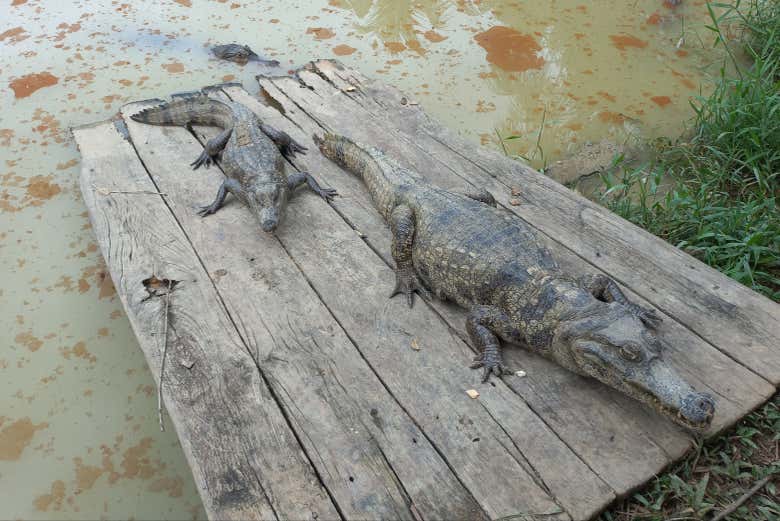 Caymans keeping an eye on you