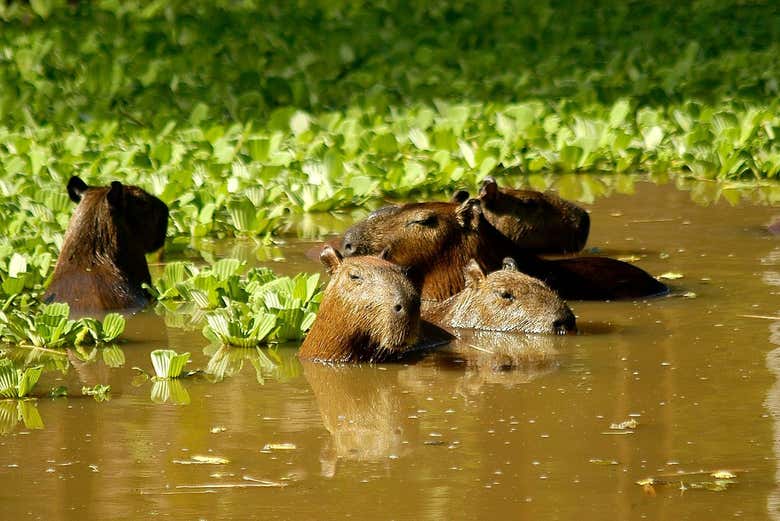 Capivaras na Amazônia