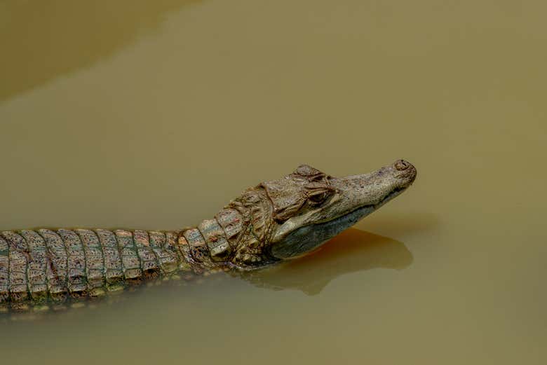 Un caimán en el río