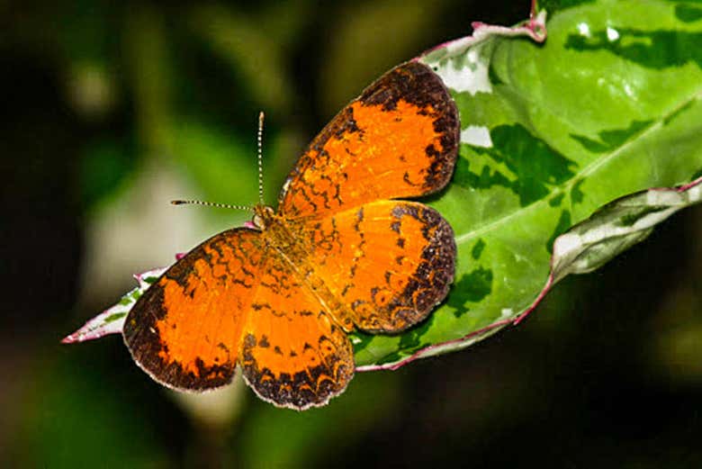 Colorida mariposa tropical