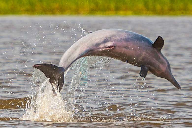 Delfín rosa del río Amazonas