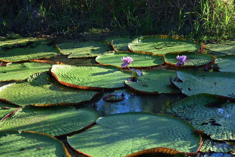 Hojas de victoria regia