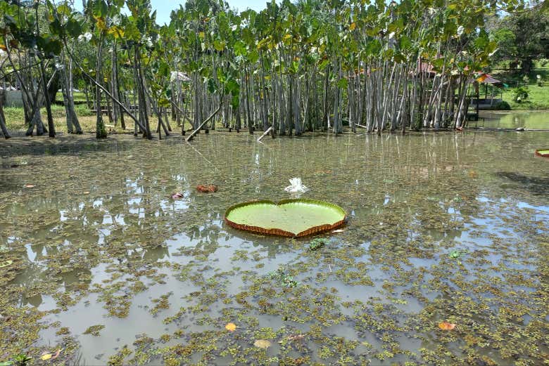 The famous 'Victoria amazonica '
