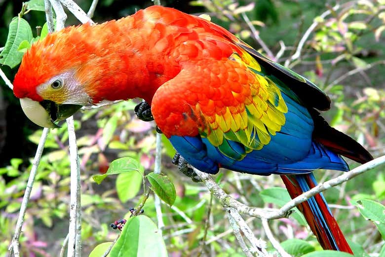 Guacamaya roja