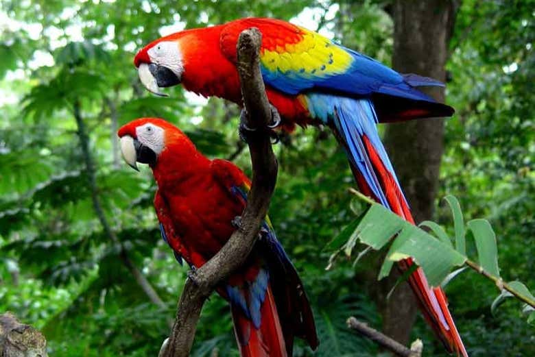 Araras da Amazônia