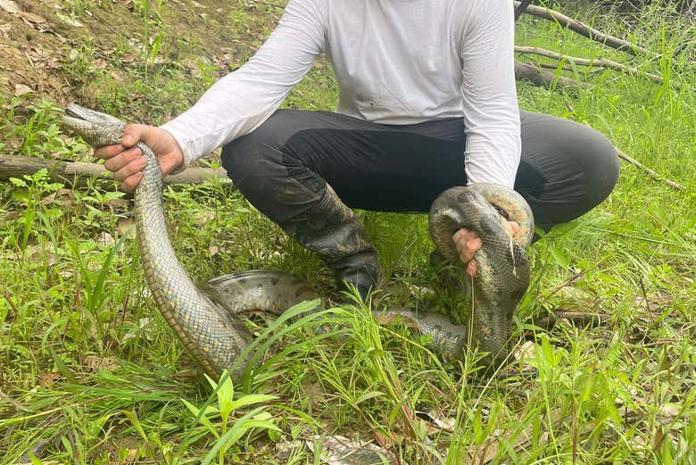 ¡Hasta podremos ver anacondas!