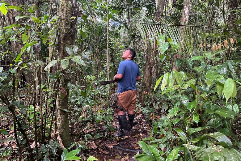 Aprenderéis sobre las plantas medicinales de la selva amazónica