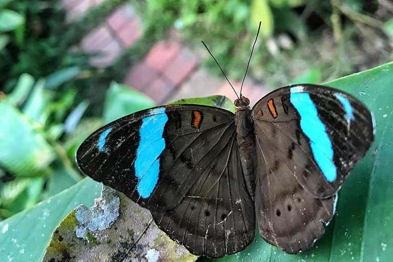 Una mariposa en el mariposario de Pílpintuwasi