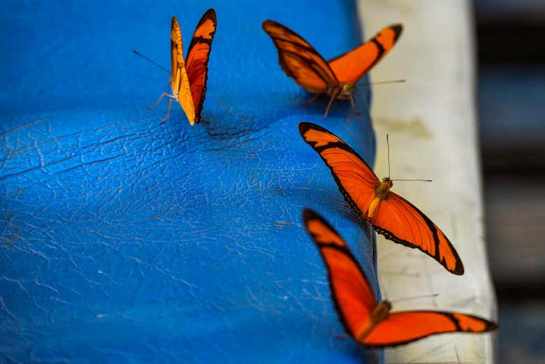 Mariposas tropicales 