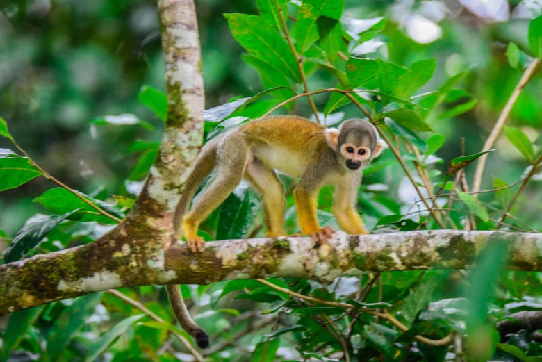 Mono de la selva amazónica