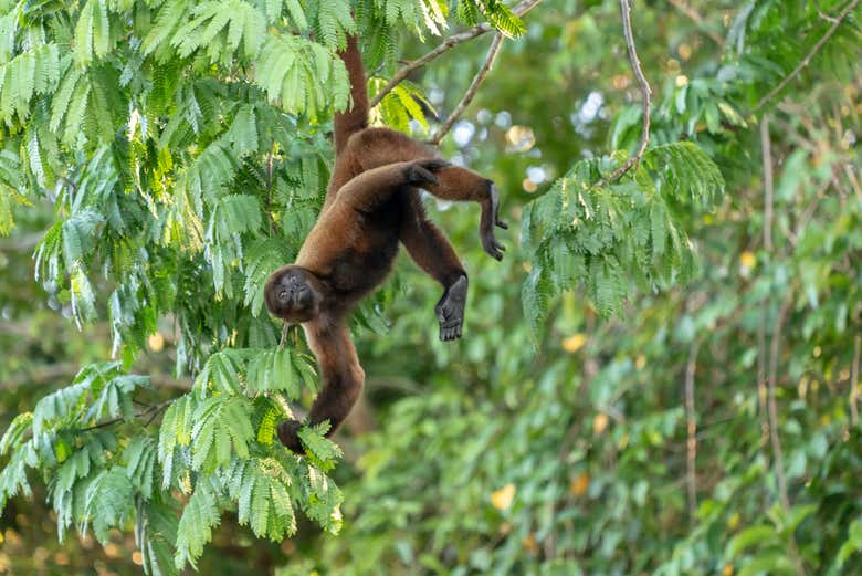 A hanging monkey in the Pacaya Samiria Reserve