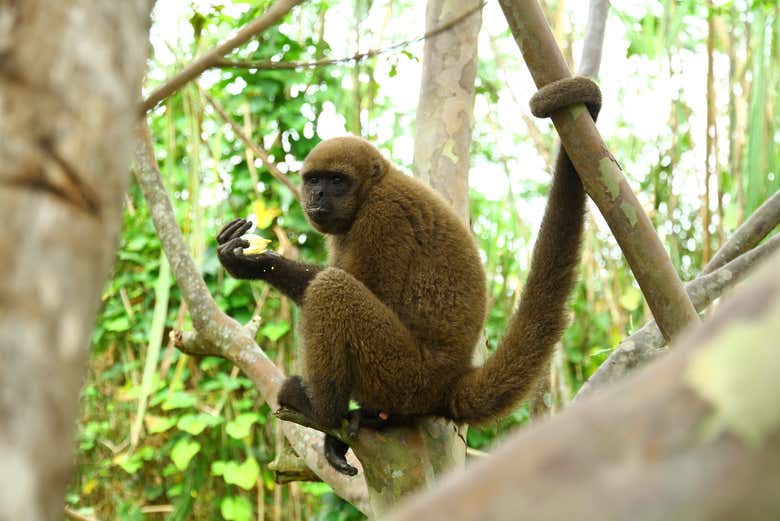 A monkey eating fruit in a tree