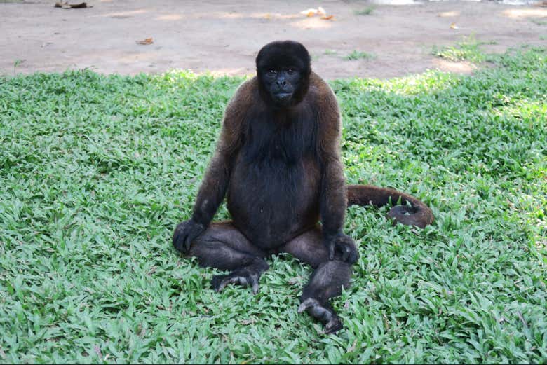 Um macaco sentado tranquilo na grama