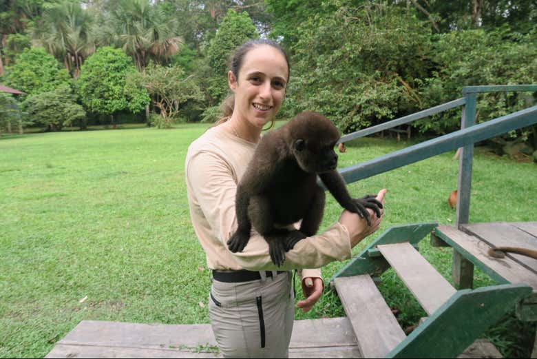 Você poderá ver os macacos da Amazônia bem de perto