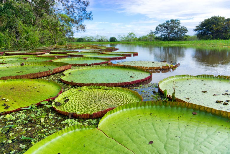 Giant lily pads on the Amazon