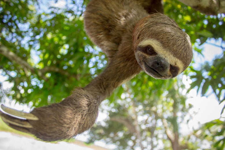 Sloth in the Amazon Rainforest