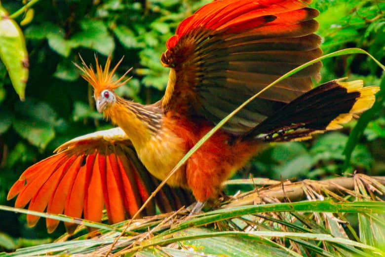 Avistamiento de pájaro antes de volar 
