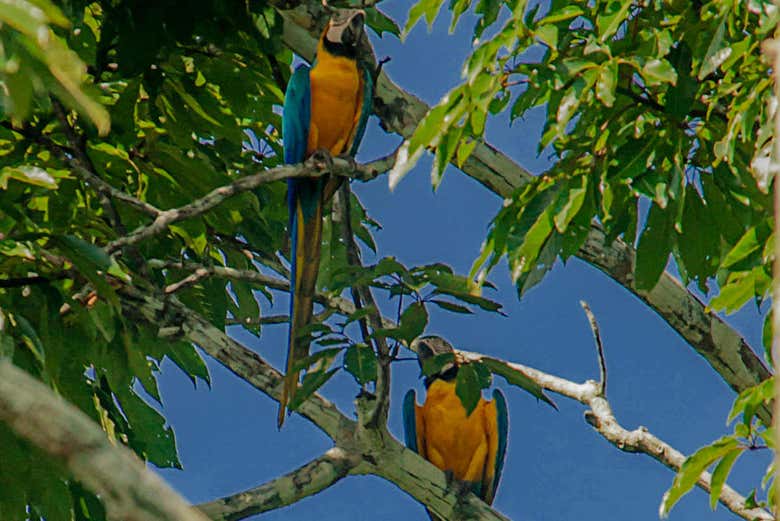 Pájaros coloridos en las ramas 