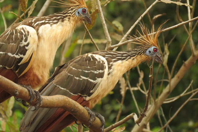 Exotic birds
